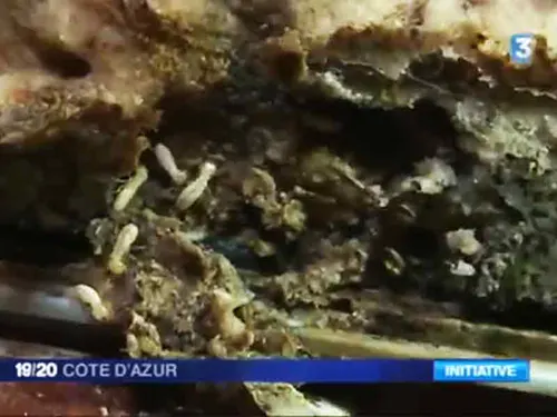 Traitement termites à Draguignan et autres communes du Var sur France3