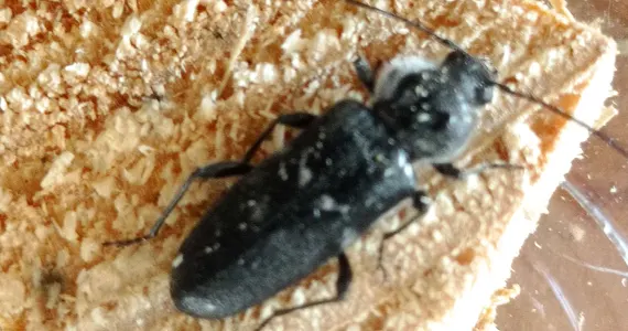 Capricorne des maisons