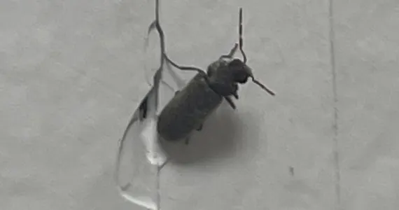 Capricone ou hesperophane en train de pondre