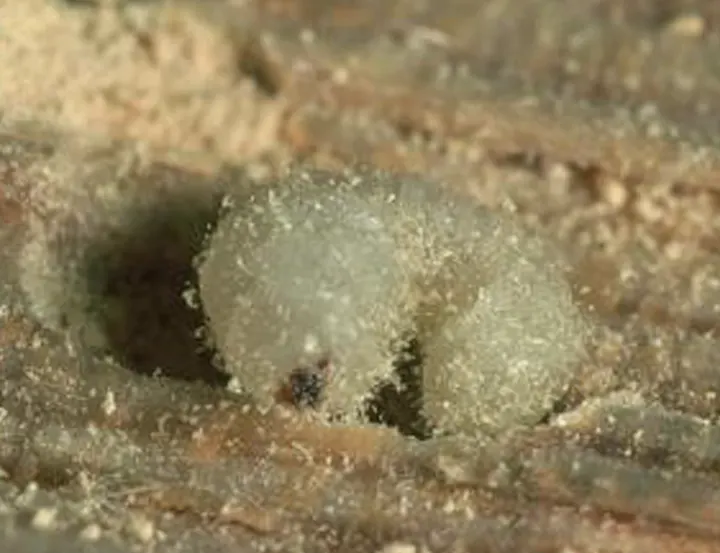 larve petite vrillette fréjus