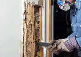 Traitement curatif termites